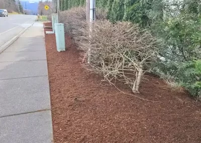 Affordable Landscape Contractor