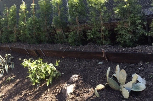 Commercial Landscape Maintenance